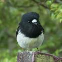 Petroica notabilis (Tomtit).jpg